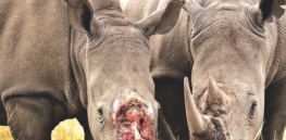 No, rhino horns are not an aphrodisiac: Dangerous delusions of 'traditional Chinese medicine'